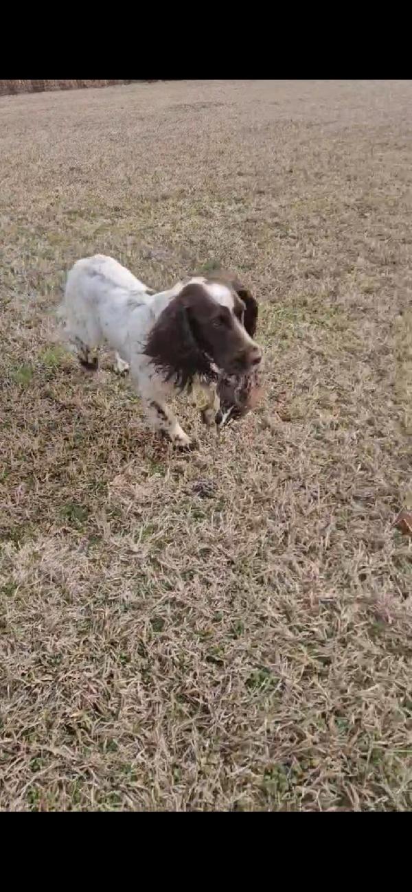 FINISHED ENGLISH COCKER English Cocker Spaniel