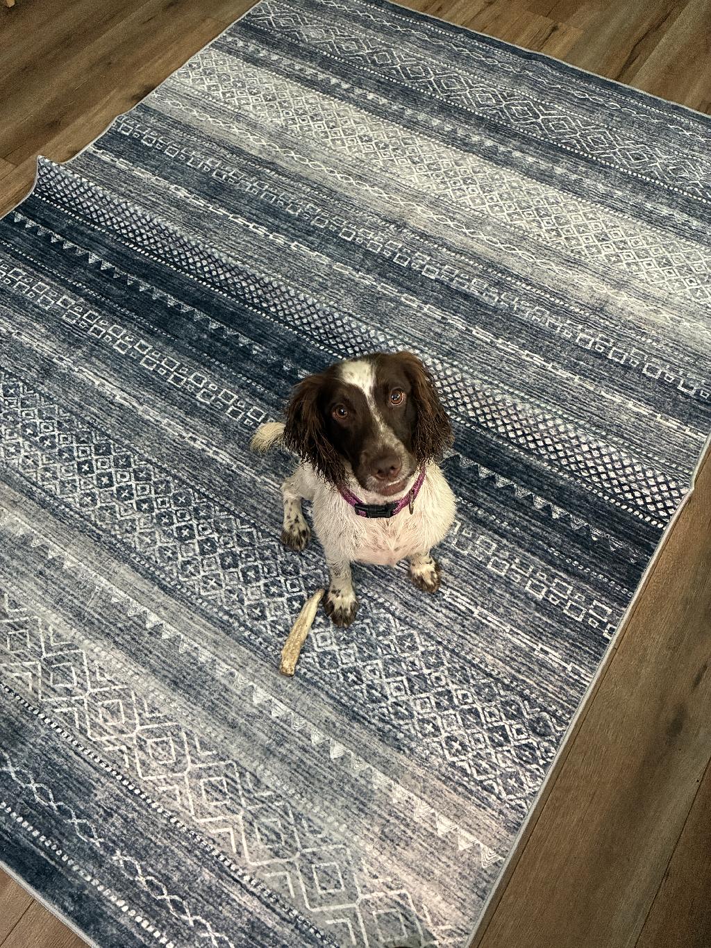 WELL STARTED ENGLISH COCKER English Cocker Spaniel