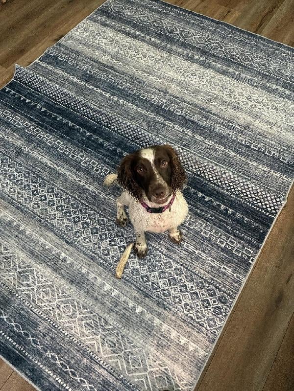 English Cocker Spaniel