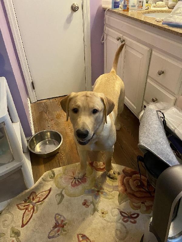 Labrador Retriever