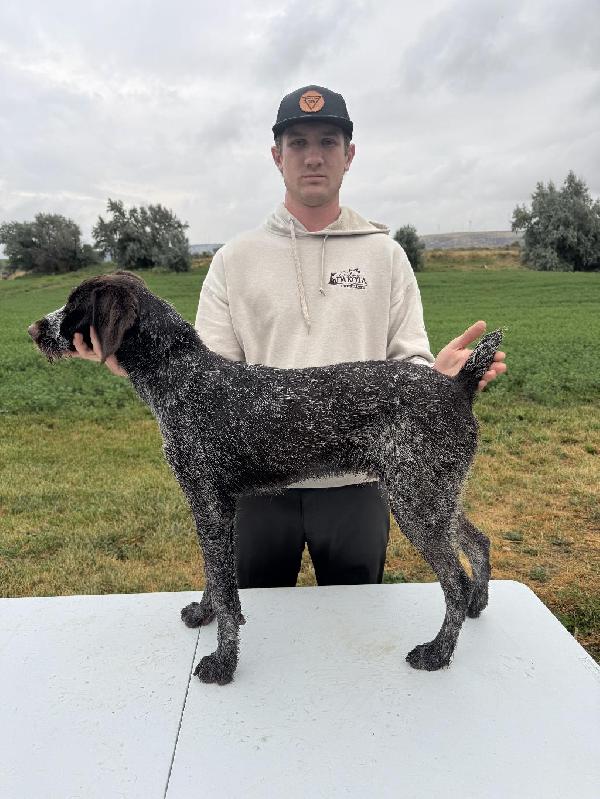 German Wirehaired Pointer