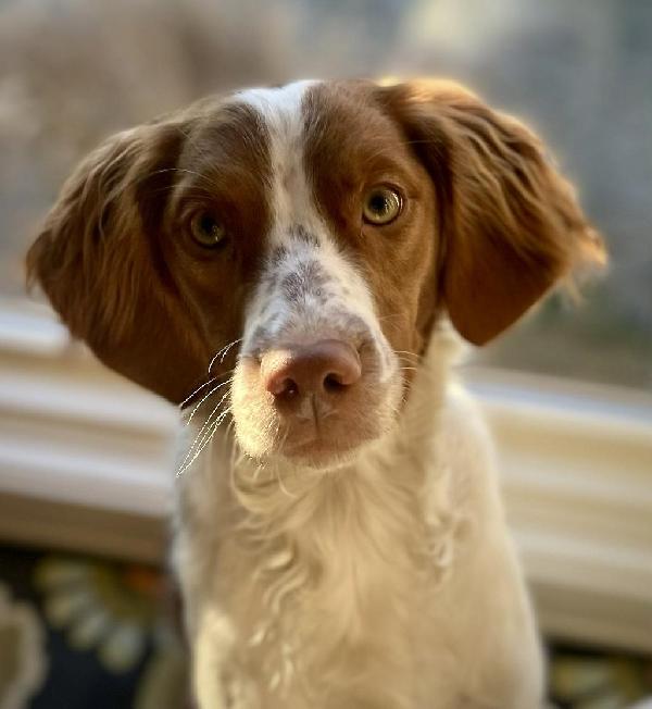 TIKA × CH AFC LUCKY – 11 NFC PEDIGREE American Brittany
