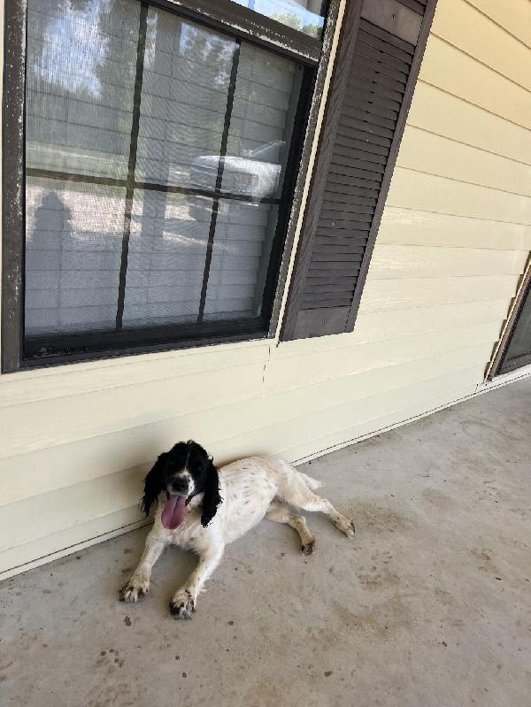 English Cocker Spaniel