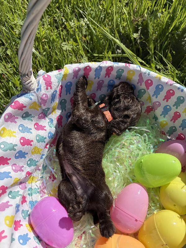 English Cocker Spaniel