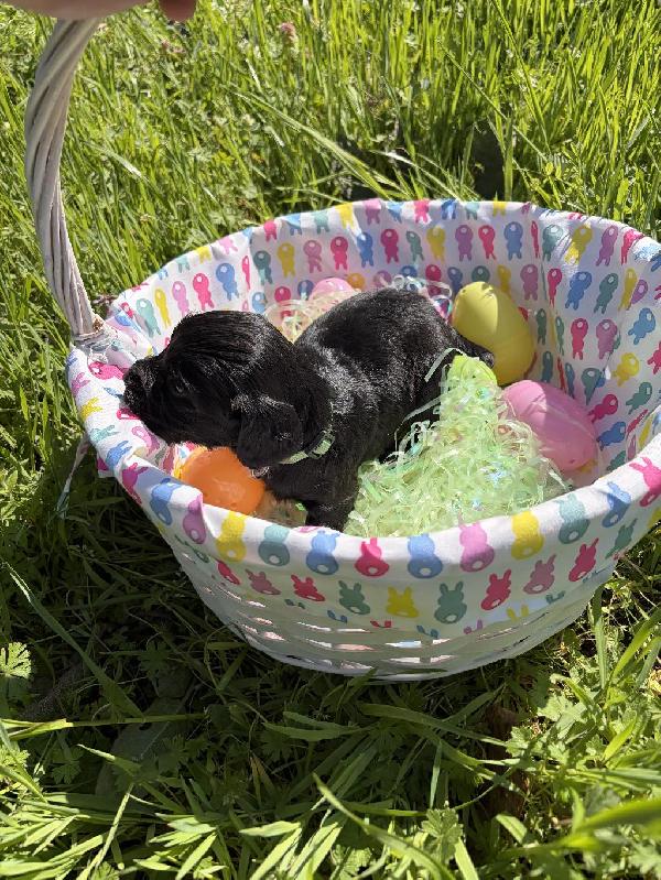 English Cocker Spaniel