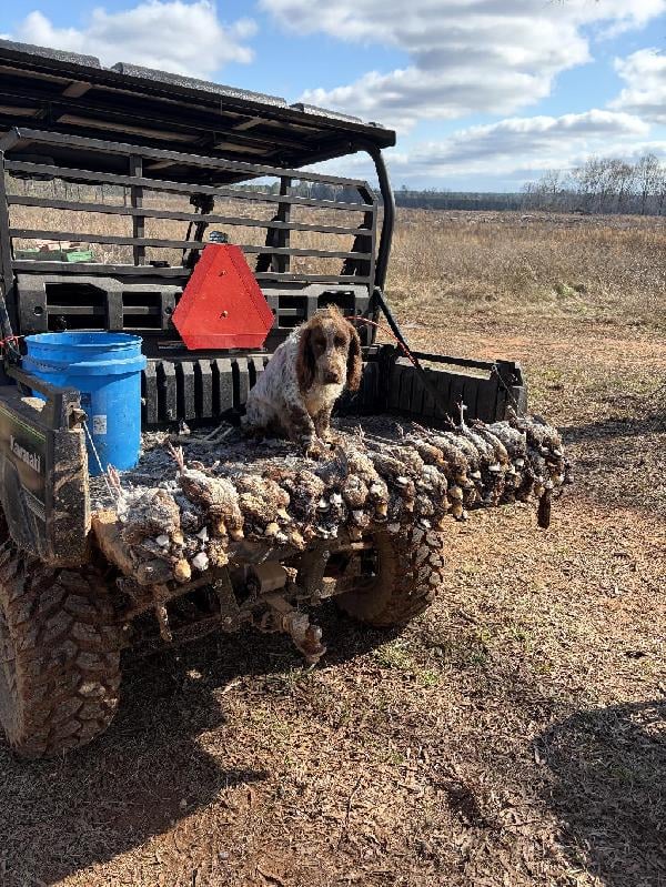 English Cocker Spaniel