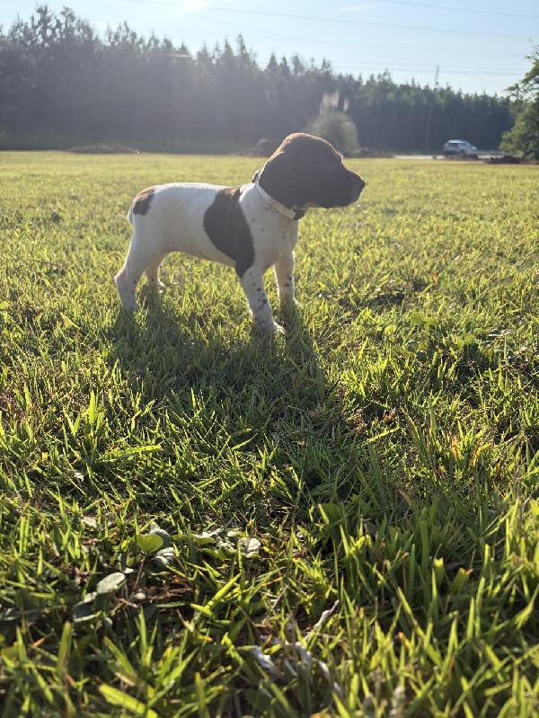 AKC REGISTERED GSP FEMALES German Shorthaired Pointer