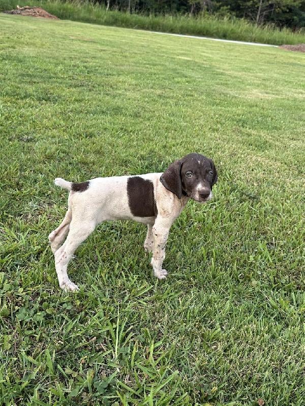 German Shorthaired Pointer