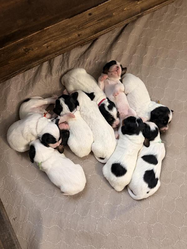 ENGLISH SETTER PUPPIES English Setter