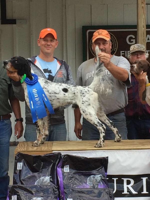 ENGLISH SETTER PUPPIES English Setter