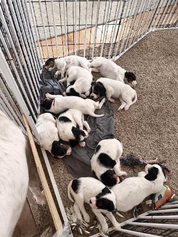 ENGLISH SETTER PUPPIES