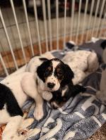 ENGLISH SETTER PUPPIES