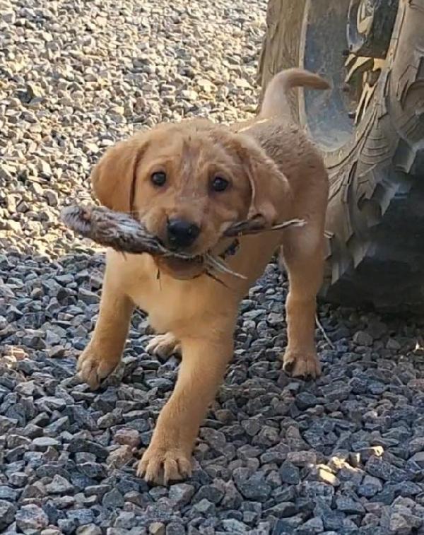 Labrador Retriever