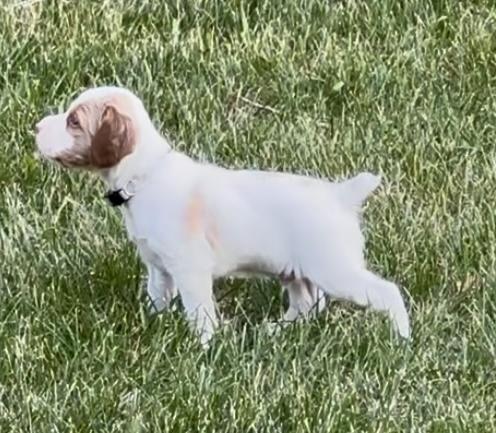 American Brittany