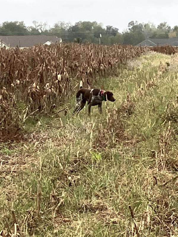 German Shorthaired Pointer