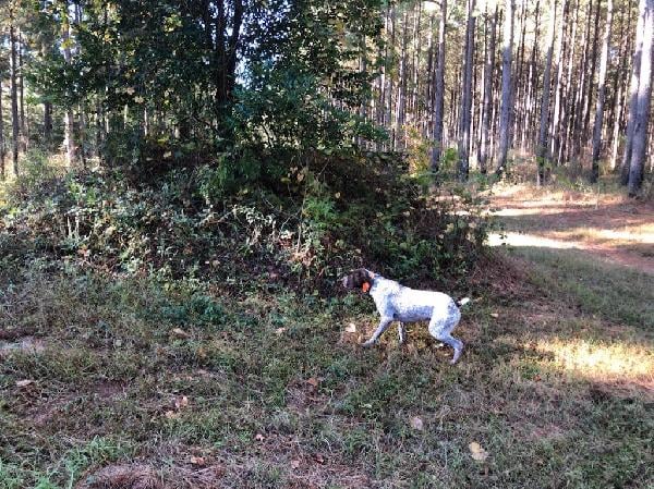 German Shorthaired Pointer