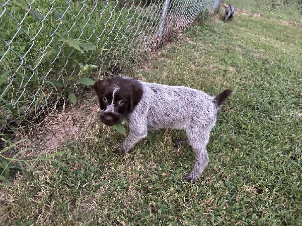 WIREHAIRED POINTING GRIFFON PUPPY’S READY NOW Wirehaired Pointing Griffon