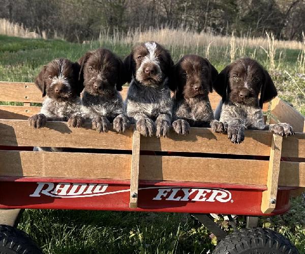WIREHAIRED POINTING GRIFFONS