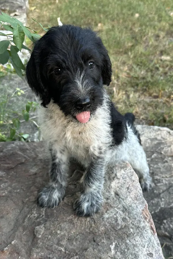 Wirehaired Pointing Griffon