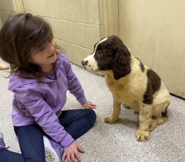 English Springer Spaniel