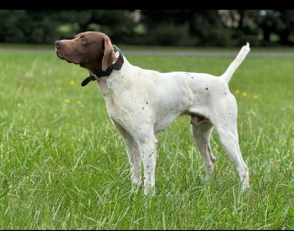 FC AFC HI-NS BODACIOUS OFF SPRING PUPPYS German Shorthaired Pointer
