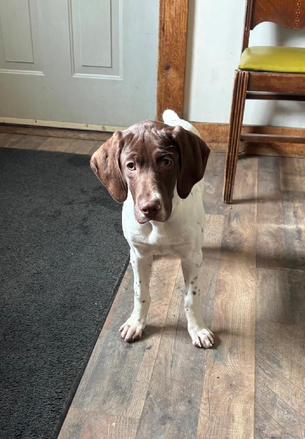 German Shorthaired Pointer