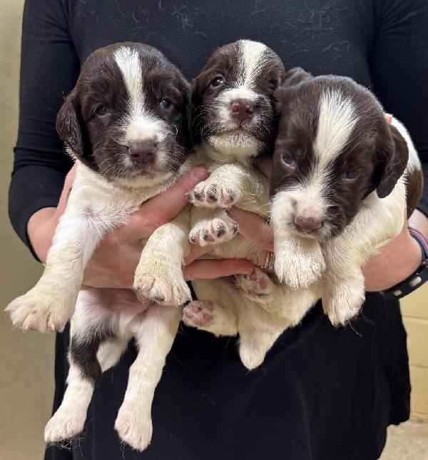 English Springer Spaniel