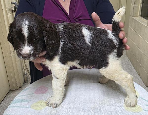 English Springer Spaniel