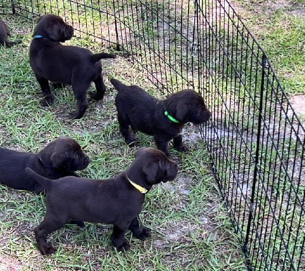 NAVHDA REGISTERED PUDELPOINTER PUPPIES