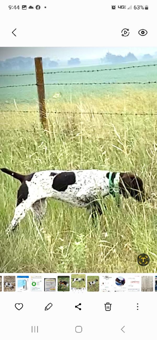 German Shorthaired Pointer