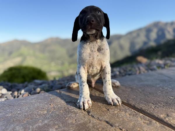 MALE PUP ROAN GSP PUP AKC