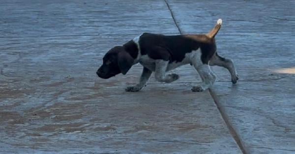 MALE PUPPY  GSP AKC JHR HUNT TITLE