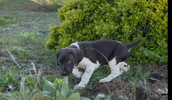 MALE PUPPY  CHAMPION BLOODLINE
