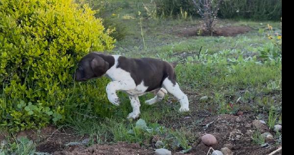 German Shorthaired Pointer