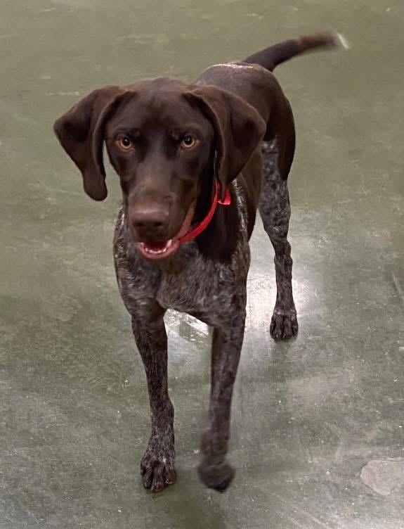 German Shorthaired Pointer