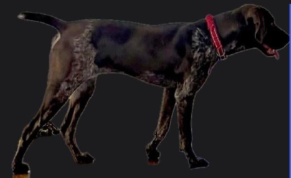 German Shorthaired Pointer