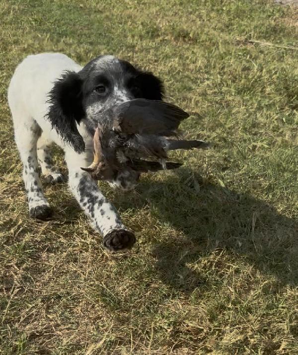 English Cocker Spaniel