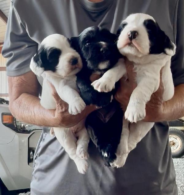 ENGLISH COCKER SPANIEL CHRISTMAS PUPS English Cocker Spaniel