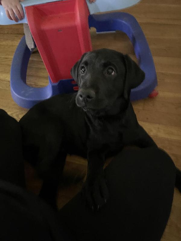 4-month-old-female-lab