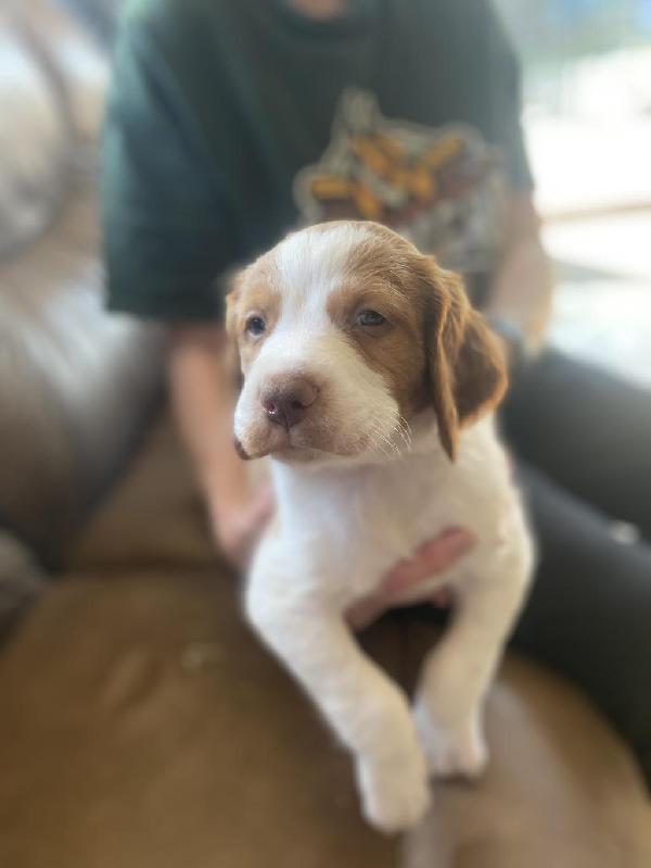American Brittany