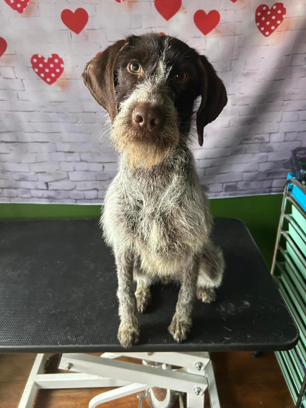 Female german wirehaired sales pointer