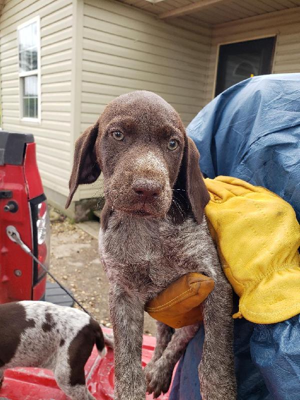 GERMAN SHORTHAIR POINTER PUPPIES