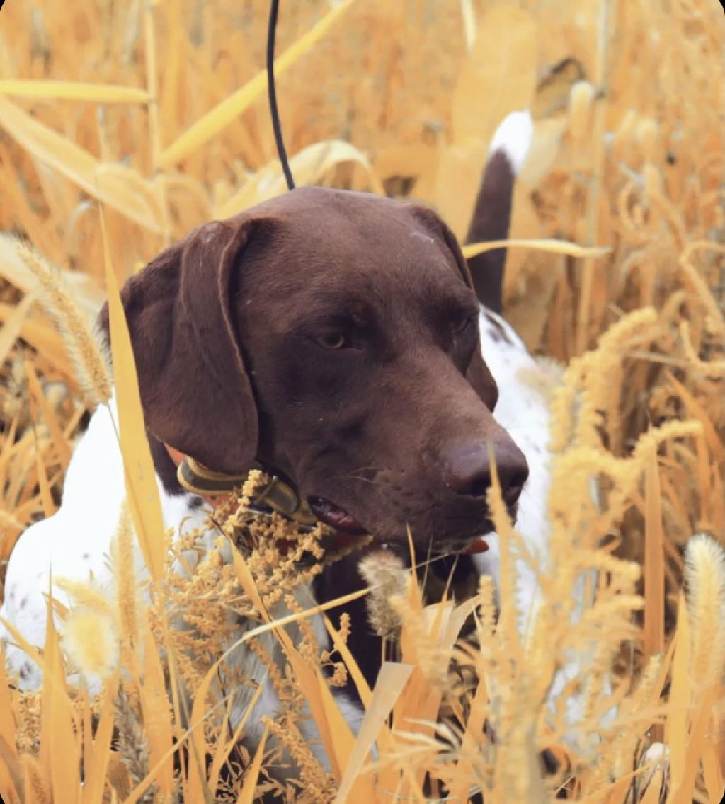 finished-german-shorthaired-pointer-mack