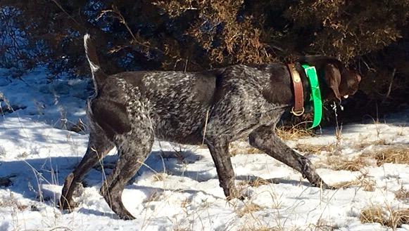 LIVER ROAN MALE GSP