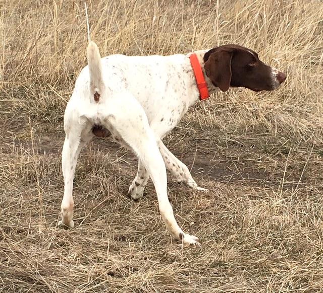 White And Liver Gsp