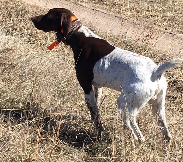 Hunting Dogs For Sale - Gun Dogs, Bird Dogs, Field Dogs And Sporting Dogs.