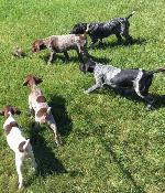 BLACK AND LIVER ROAN SHORTHAIR PUPPIES