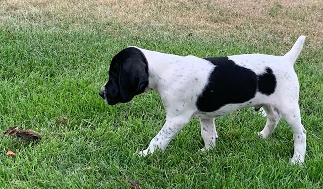 black and white german shorthaired pointer for sale
