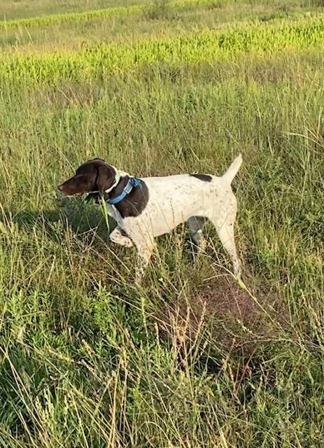 LIVER WHITE FEMALE GSP