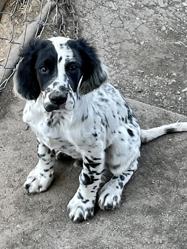 Llewellin Setter for sale